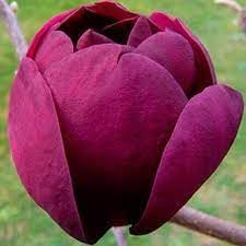 Tulip Tree Flower seeds for Planting Premium Quality, Heirloom & GMO Free Seeds for Home Garden seeds for planting