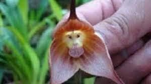 Light Pink Monkey Face Flower seeds for Planting Bright Blooms, Heirloom & GMO Free Seeds for Home Garden seeds for planting