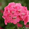 Pink Geranium Flower seeds for Planting Garden Favorite, Heirloom & GMO Free Seeds for Home Garden seeds for planting