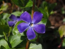 Vinca Periwinkle Flower seeds for Planting Fragrant Blossoms Heirloom & GMO Free Seeds for Home Garden 
 
 Sale for planting in home garden