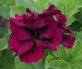 Geranium Burgundy Flower seeds for Planting Premium Quality, Heirloom & GMO Free Seeds for Home Garden seeds for planting
