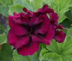 Geranium Burgundy Flower seeds for Planting Premium Quality, Heirloom & GMO Free Seeds for Home Garden seeds for planting