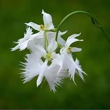 Aigrette Orchid Flower seeds for Planting Compact Growth, Heirloom & GMO Free Seeds for Home Garden seeds for planting