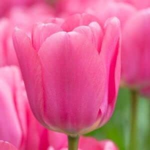 Pink Tulip Flower seeds for Planting Bright Blooms, Heirloom & GMO Free Seeds for Home Garden seeds for planting