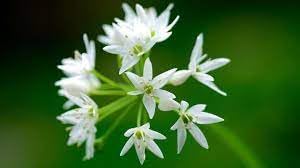 Ramsons Flower seeds for Planting Perfect for Borders, Heirloom & GMO Free Seeds for Home Garden seeds for planting