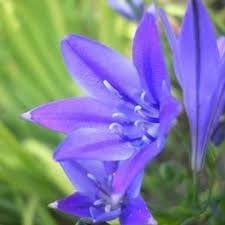 Fabiola Flower seeds for Planting Sun Loving, Heirloom & GMO Free Seeds for Home Garden seeds for planting