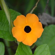 Susan Flower seeds for Planting Drought Tolerant, Heirloom & GMO Free Seeds for Home Garden seeds for planting