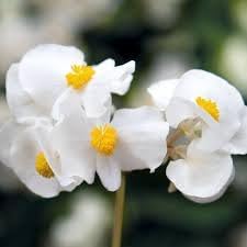 Fibrous Begonia Flower seeds for Planting - Garden Favorite, Heirloom & GMO Free Seeds for Home Garden
 
 Sale seeds for home garden