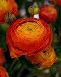 Red Yellow Ranunculus Flower seeds for Planting Sun Loving, Heirloom & GMO Free Seeds for Home Garden seeds for planting