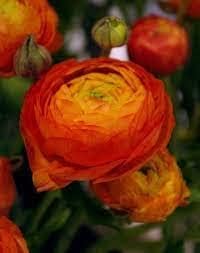 Red Yellow Ranunculus Flower seeds for Planting Sun Loving, Heirloom & GMO Free Seeds for Home Garden seeds for planting