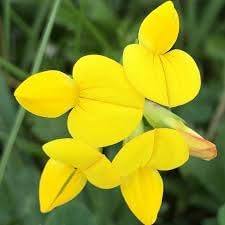 Birdsfoot Flower seeds for Planting Sun Loving, Heirloom & GMO Free Seeds for Home Garden seeds for planting