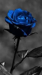 Supreme (Supreme Rose) seeds for planting in home garden