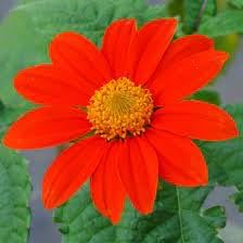 Mexican Flower seeds for Planting Fragrant Blossoms, Heirloom & GMO Free Seeds for Home Garden vegetable and garden seeds