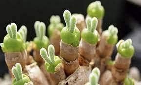 Rabbit Ears Succulent Flower seeds for Planting - Colorful Display, Heirloom & GMO Free Seeds for Home Garden
 
 Sale seeds for home garden