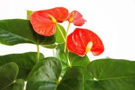 Anthurium Flower seeds for Planting Fragrant Blossoms, Heirloom & GMO Free Seeds for Home Garden seeds for home gardening
