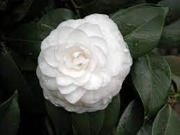 Premium Camellia White Flower seeds for Planting Wildflower Mix, Heirloom & GMO Free Seeds for Home Garden seeds