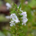 Satureja Montana Flower seeds for Planting Shade Tolerant, Heirloom & GMO Free Seeds for Home Garden seeds for planting