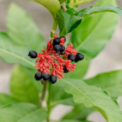 Heirloom Rauvolfia Flower seeds for Planting Garden Favorite Heirloom & GMO Free Seeds for Home Garden