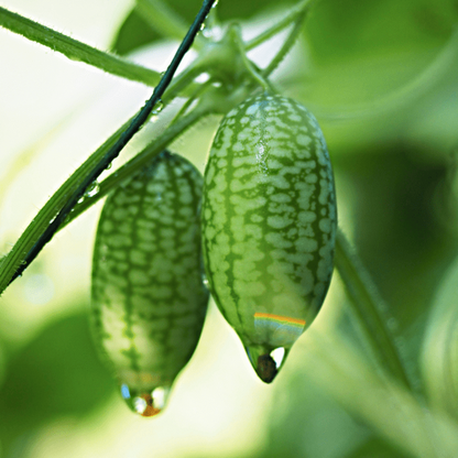 Cucamelon (Melothria scabra) Mouse Melon Mexican Gherkin Mini Watermelon Cucumber Fruit Vine Seeds