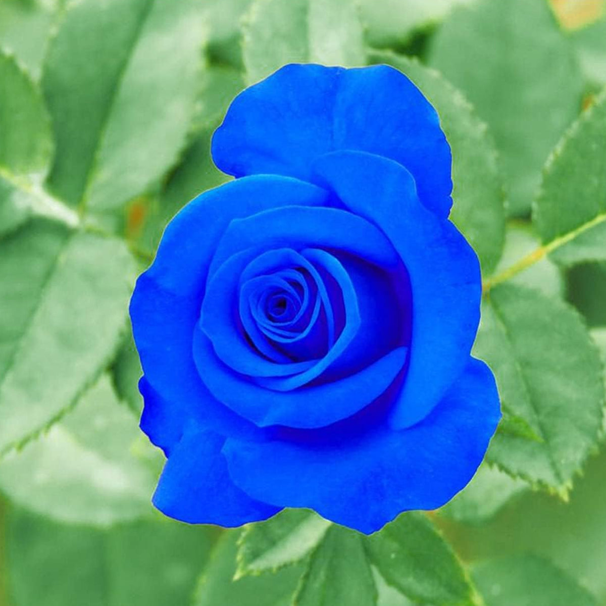 Rare Red & Blue Heirloom Rose Seeds for Planting – Non-GMO, Perennial
