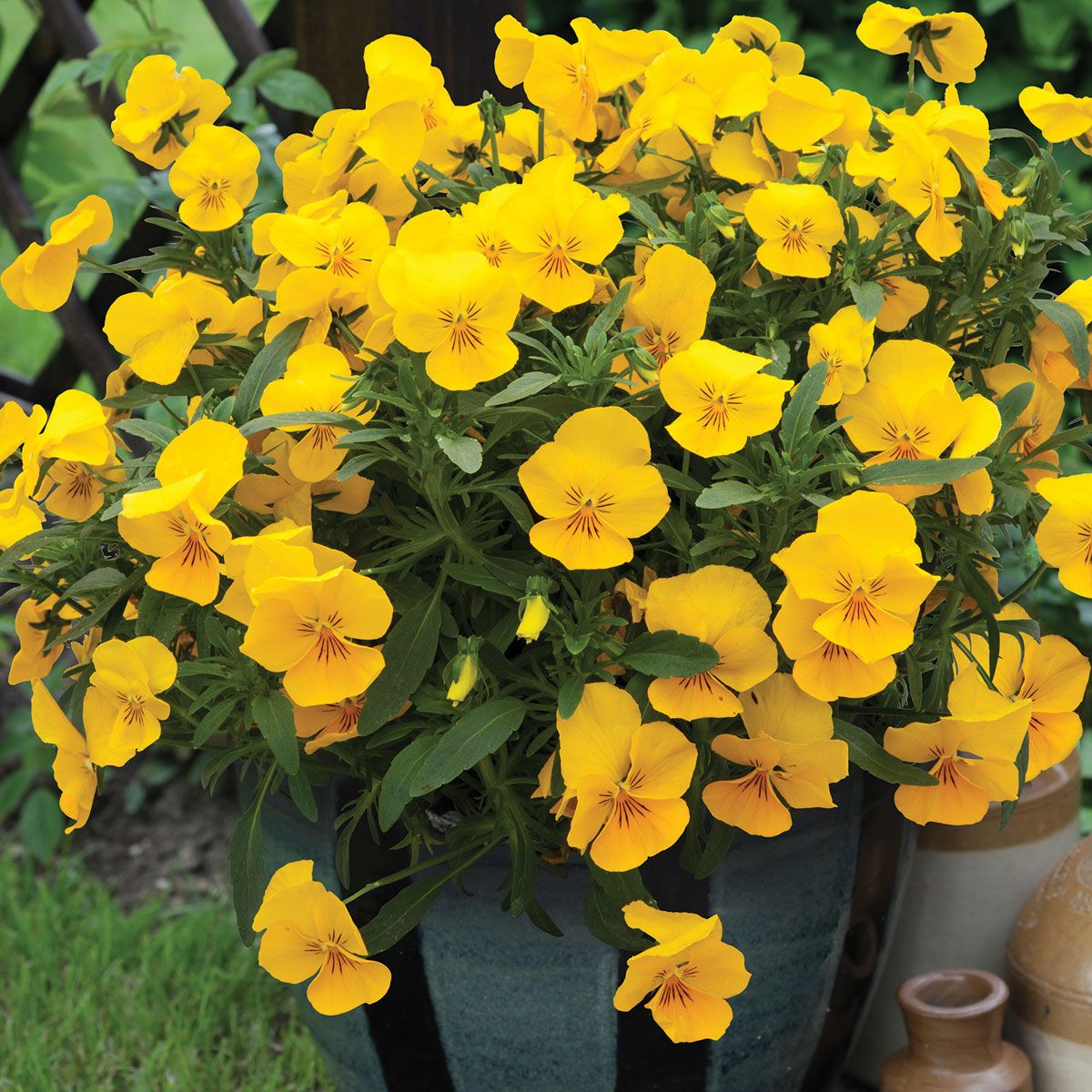 Pansy Trailing Flower seeds for Planting Bright Blooms Heirloom & GMO Free Seeds for Home Garden
