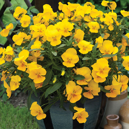 Pansy Trailing Flower seeds for Planting Bright Blooms Heirloom & GMO Free Seeds for Home Garden
