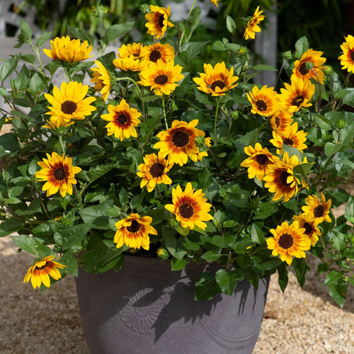 Premium Brown Sunflower Flower seeds for Planting Shade Tolerant, Heirloom & GMO Free Seeds for Home Garden Sale seeds