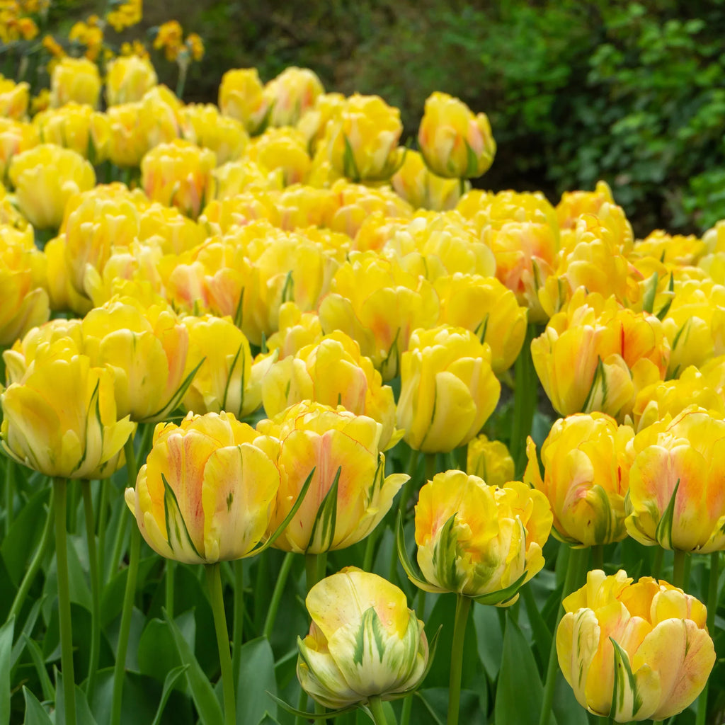 Tulip Flower seeds for Planting Hardy Variety, Heirloom & GMO Free Seeds for Home Garden vegetable and garden seeds