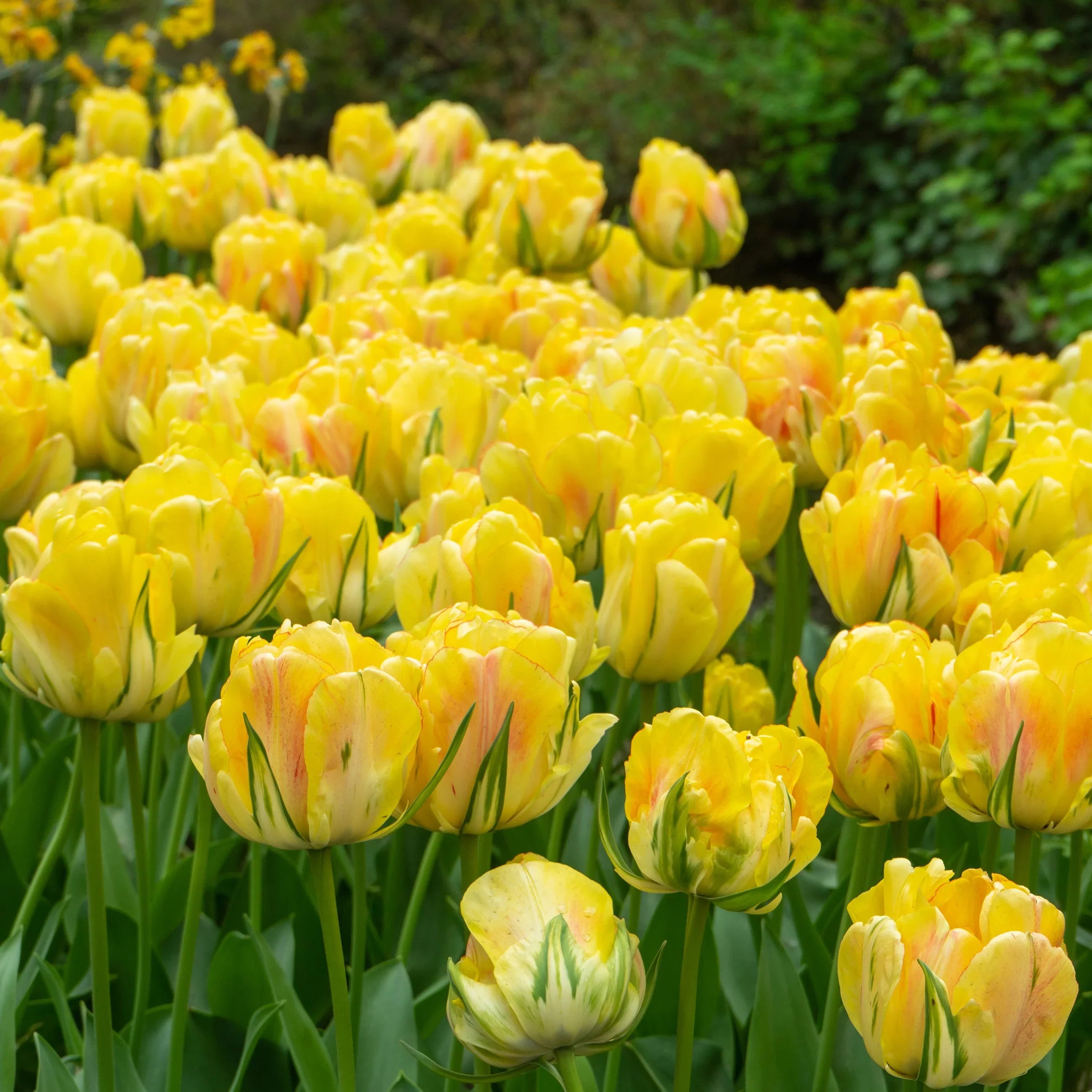 Tulip Flower seeds for Planting Hardy Variety, Heirloom & GMO Free Seeds for Home Garden vegetable and garden seeds
