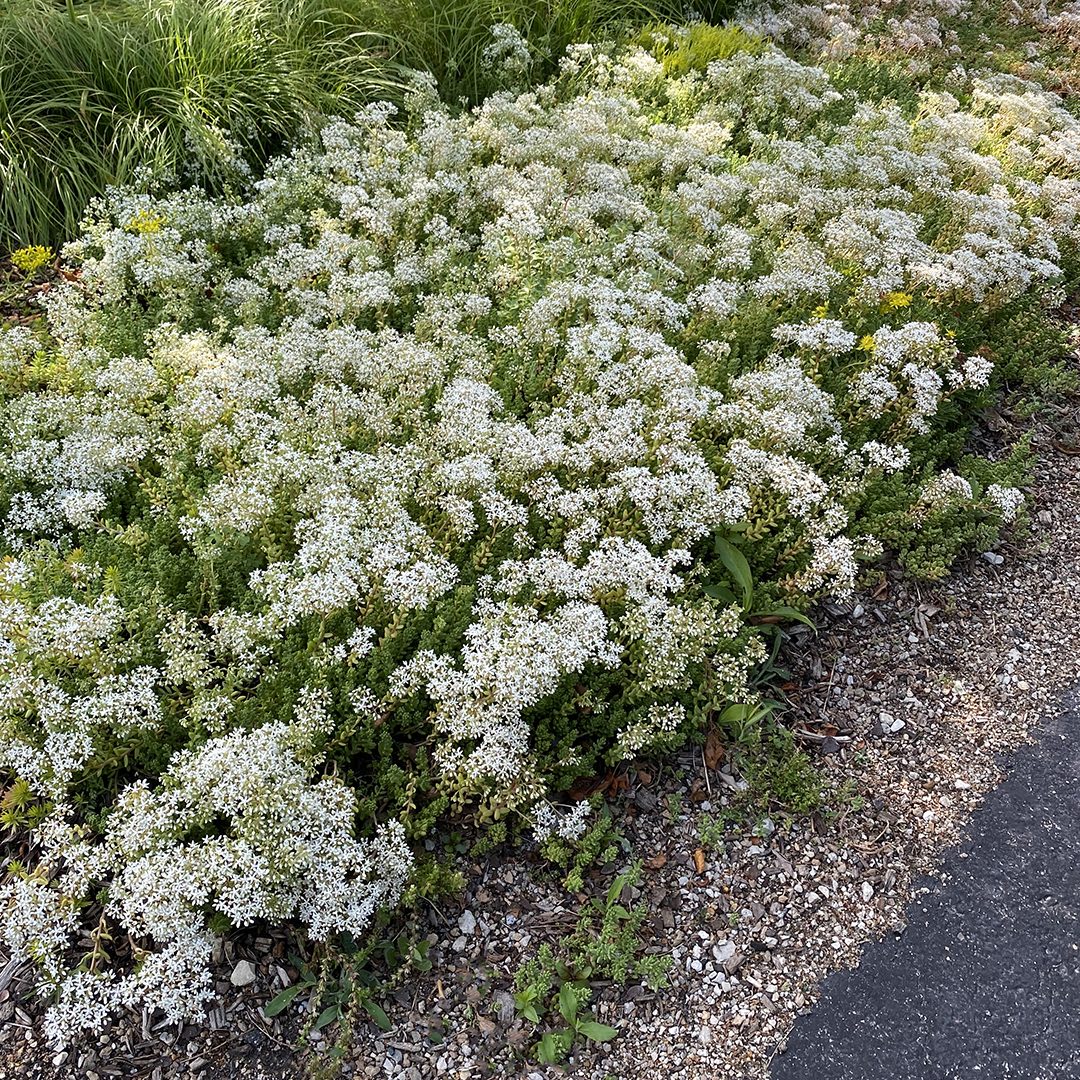 Sedum Album Flower seeds for Planting Low Maintenance Heirloom & GMO Free Seeds for Home Garden