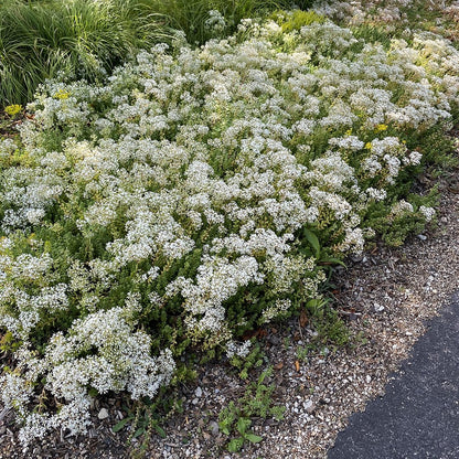 Sedum Album Flower seeds for Planting Low Maintenance Heirloom & GMO Free Seeds for Home Garden