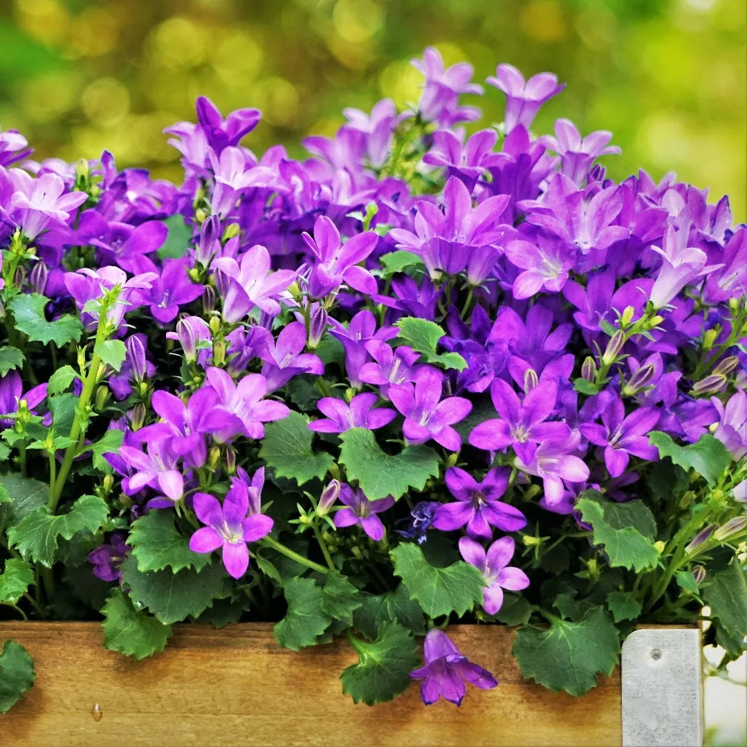 Purple Portenschlagiana Flower seeds for Planting Pollinator Friendly, Heirloom & GMO Free Seeds for Home Garden seeds for planting