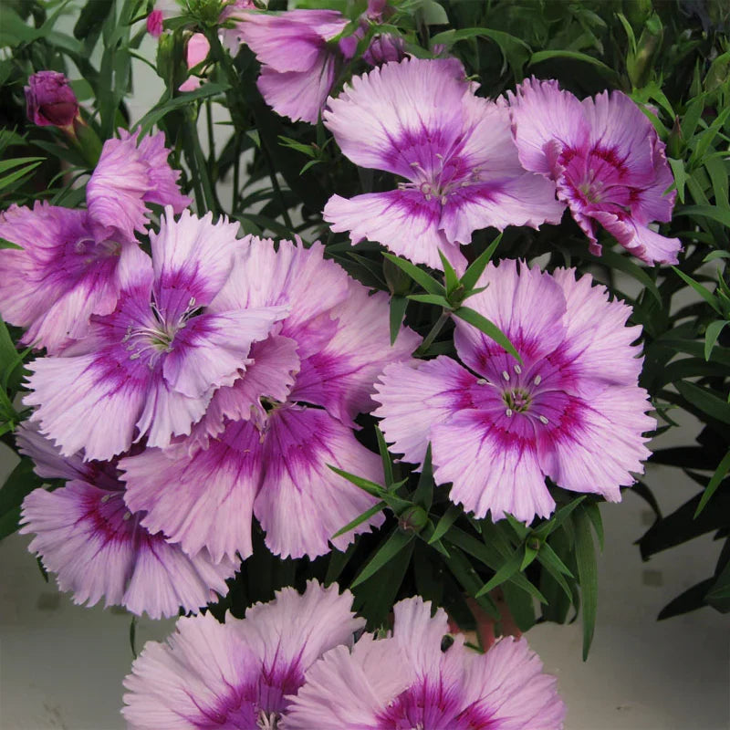 Dianthus Lavender Flower seeds for Planting Cut Flower Favorite, Heirloom & GMO Free Seeds for Home Garden vegetable and garden seeds