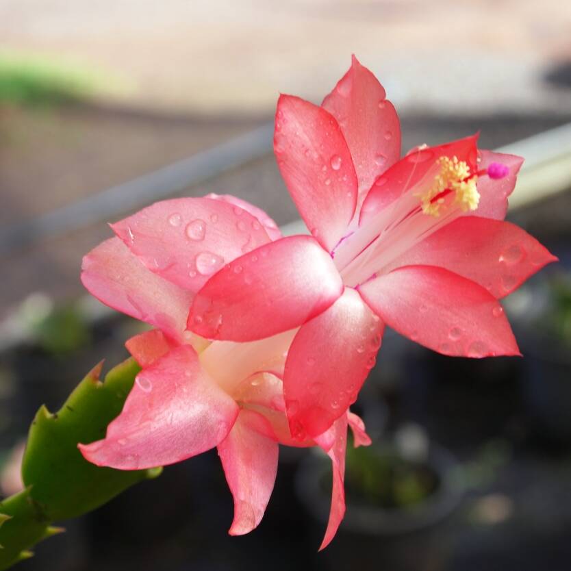 Schlumbergera Peach Flower seeds for Planting Shade Tolerant, Heirloom & GMO Free Seeds for Home Garden vegetable and garden seeds