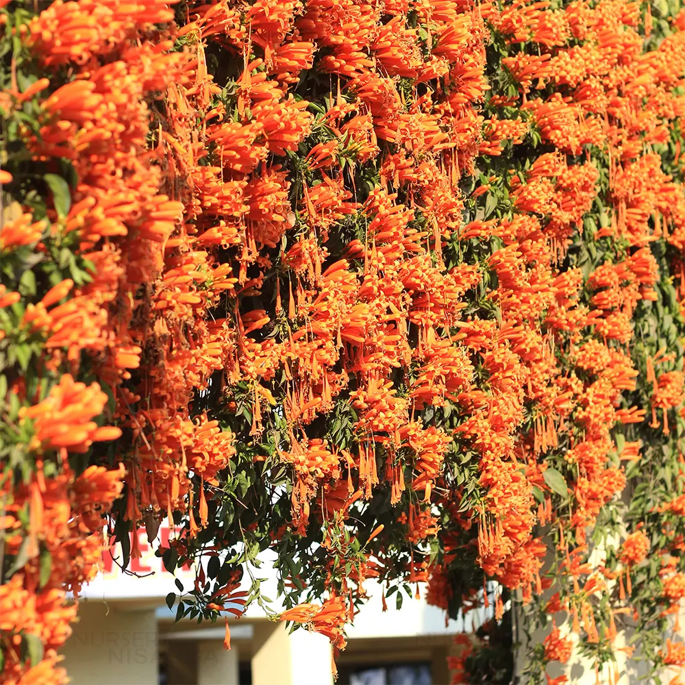 Red Pyrostegia Venusta Flower seeds for Planting Long Bloom Season Heirloom & GMO Free Seeds for Home Garden
