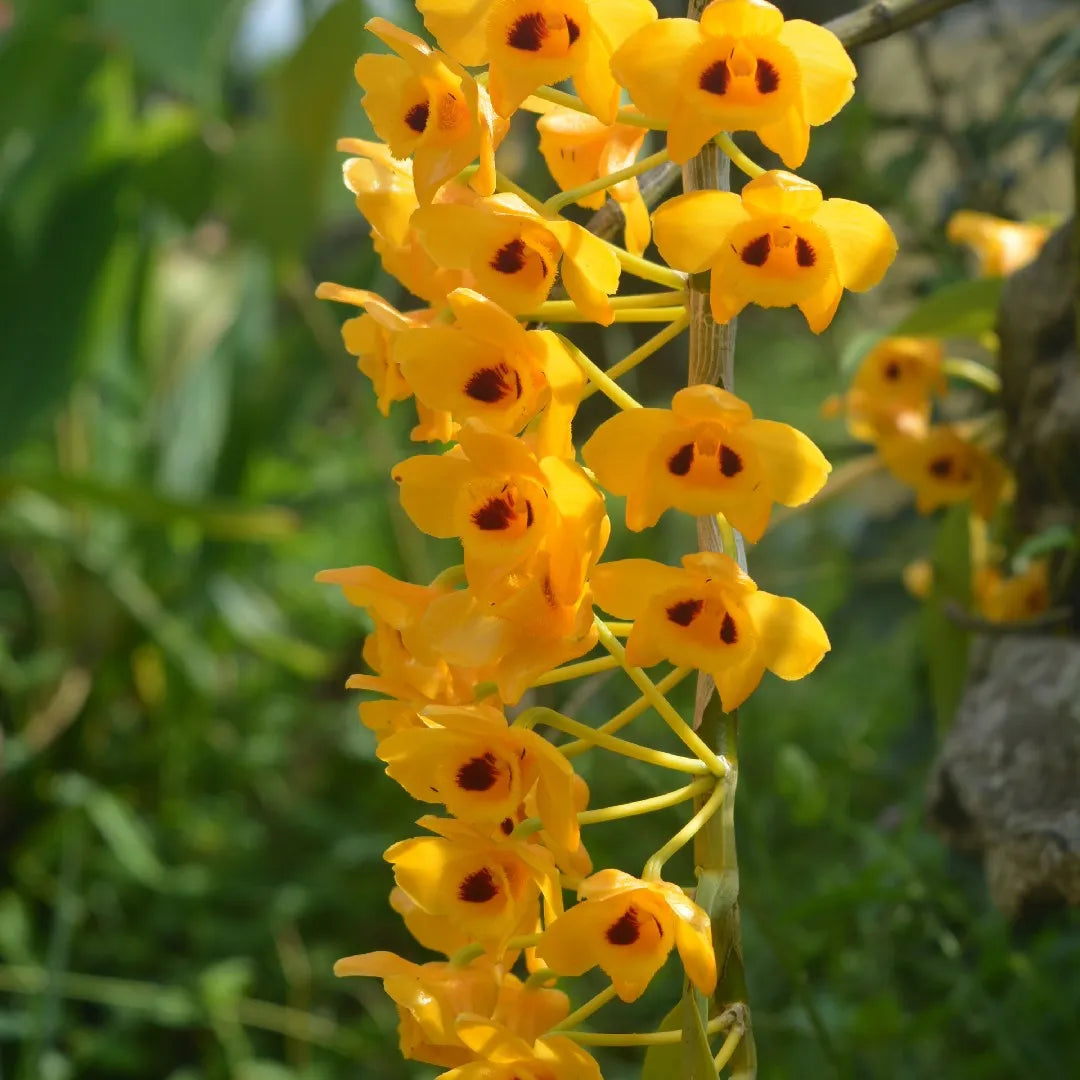 Premium Yellow Dendrobium Orchid Flower seeds for Planting Sun Loving, Heirloom & GMO Free Seeds for Home Garden seeds