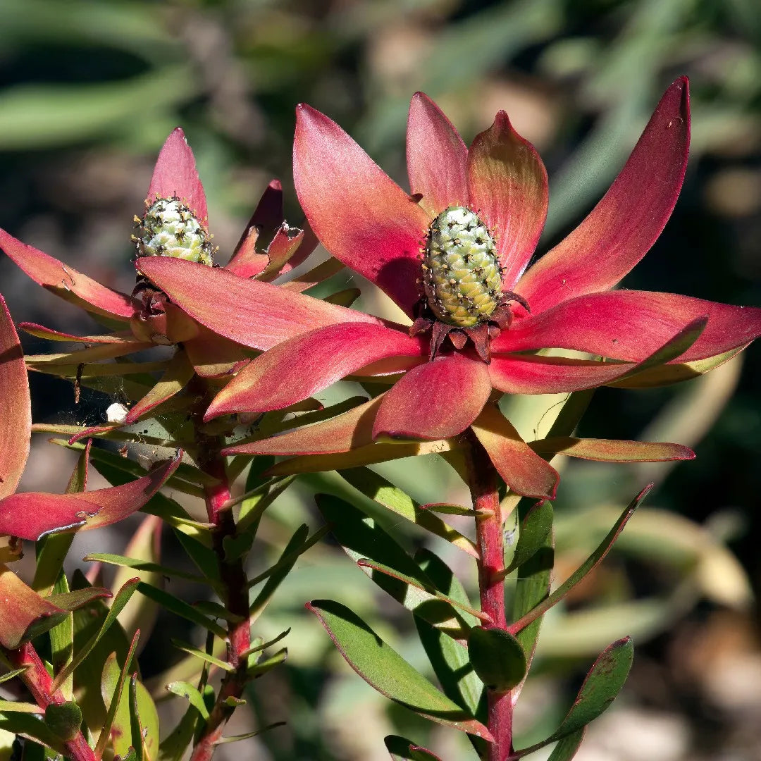 Leucadendron Salignum Conebush Flower seeds for Planting Hardy Variety Heirloom & GMO Free Seeds for Home Garden