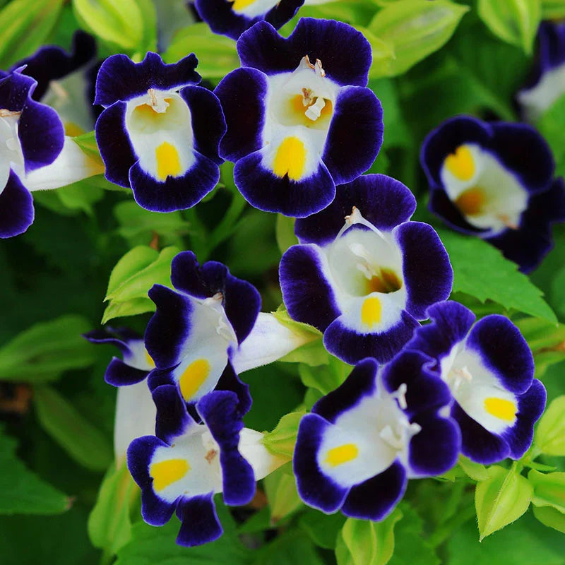 High quality Purple Torenia Kauai Flower seeds for Planting Hardy Variety, Heirloom & GMO Free Seeds for Home Garden seeds pack
