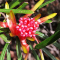 Red Euphorbia Griffithii Flower seeds for Planting Shade Tolerant, Heirloom & GMO Free Seeds for Home Garden seeds for planting