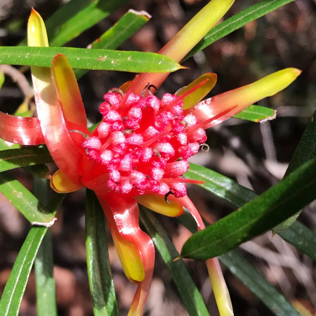 Red Euphorbia Griffithii Flower seeds for Planting Shade Tolerant, Heirloom & GMO Free Seeds for Home Garden seeds for planting