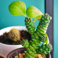 Monadenium Flower seeds for Planting Low Maintenance, Heirloom & GMO Free Seeds for Home Garden seeds for planting