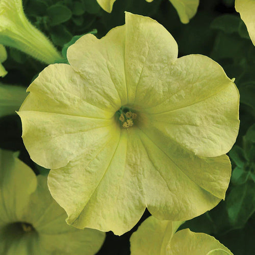 Blue Lime Green Petunia Flower seeds for Planting Low Maintenance, Heirloom & GMO Free Seeds for Home Garden seeds for planting