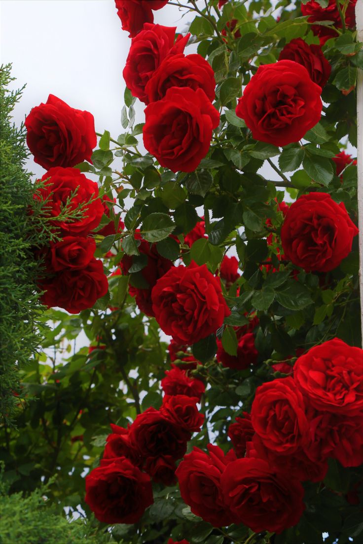 Premium Dark Red Climbing Rose Flower seeds for Planting Shade Tolerant, Heirloom & GMO Free Seeds for Home Garden seeds