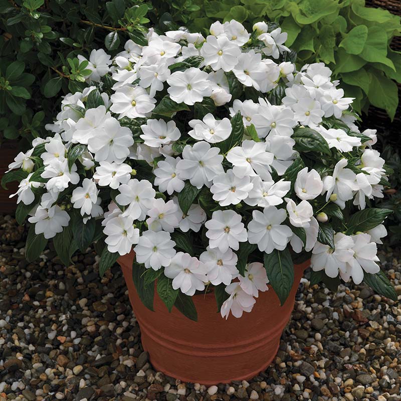 High quality Florific Flower seeds for Planting Low Maintenance, Heirloom & GMO Free Seeds for Home Garden seeds pack