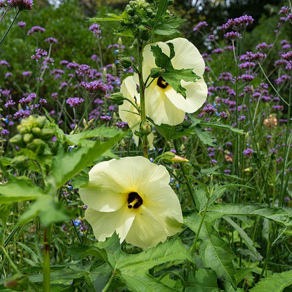 Heirloom Hibiscus Abelmoschus Flower seeds for Planting Garden Favorite Heirloom & GMO Free Seeds for Home Garden