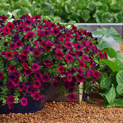 Burgundy Petunia Flower seeds for Planting - Shade Tolerant, Heirloom & GMO Free Seeds for Home Garden