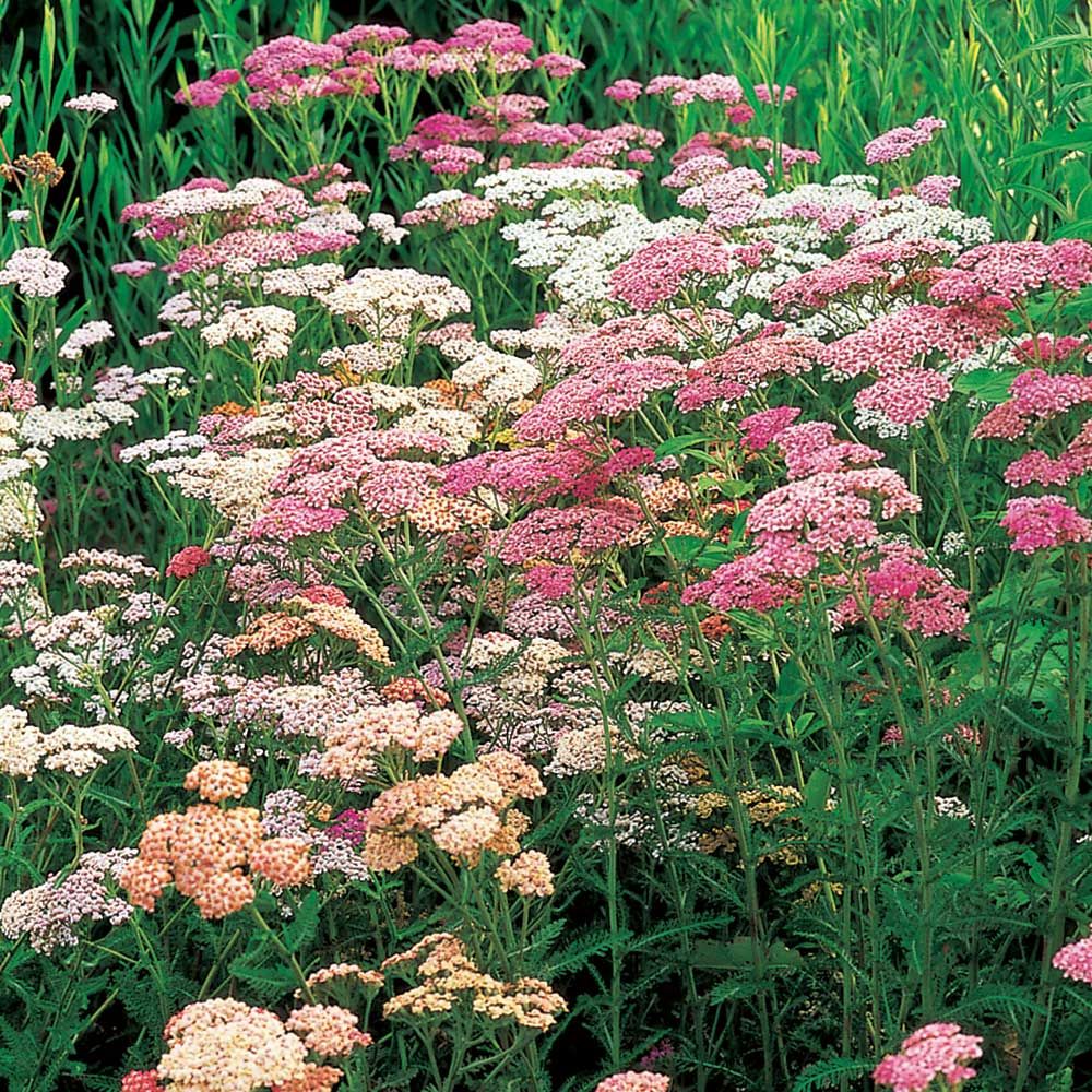 Mix Yarrow Flower seeds for Planting Colorful Display Heirloom & GMO Free Seeds for Home Garden