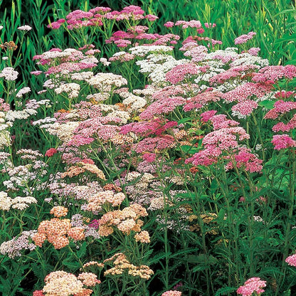 Mix Yarrow Flower seeds for Planting Colorful Display Heirloom & GMO Free Seeds for Home Garden