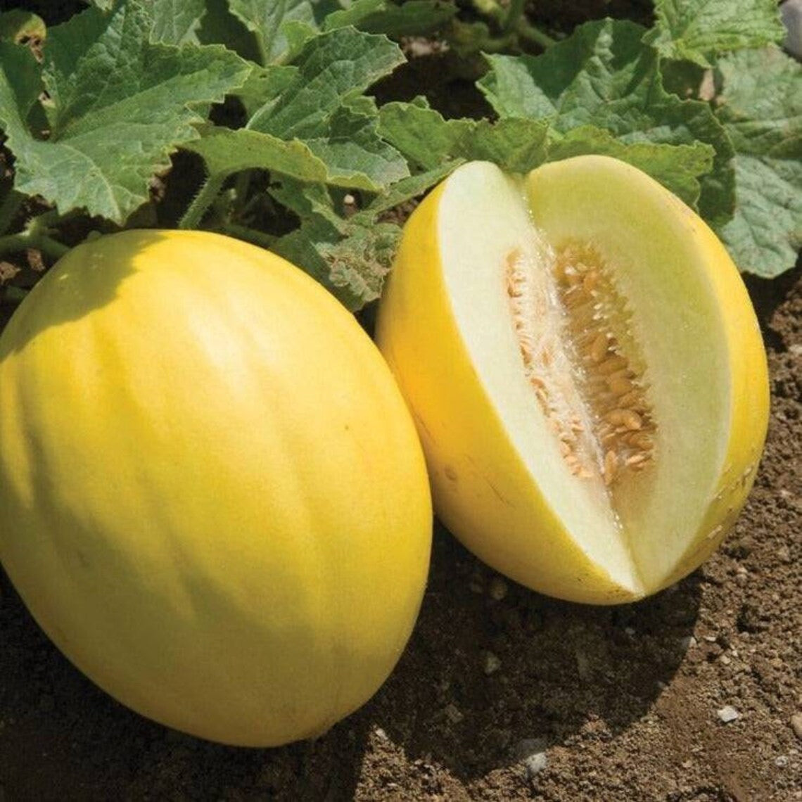 Yellow Canary Melon Fruit Seeds Planting