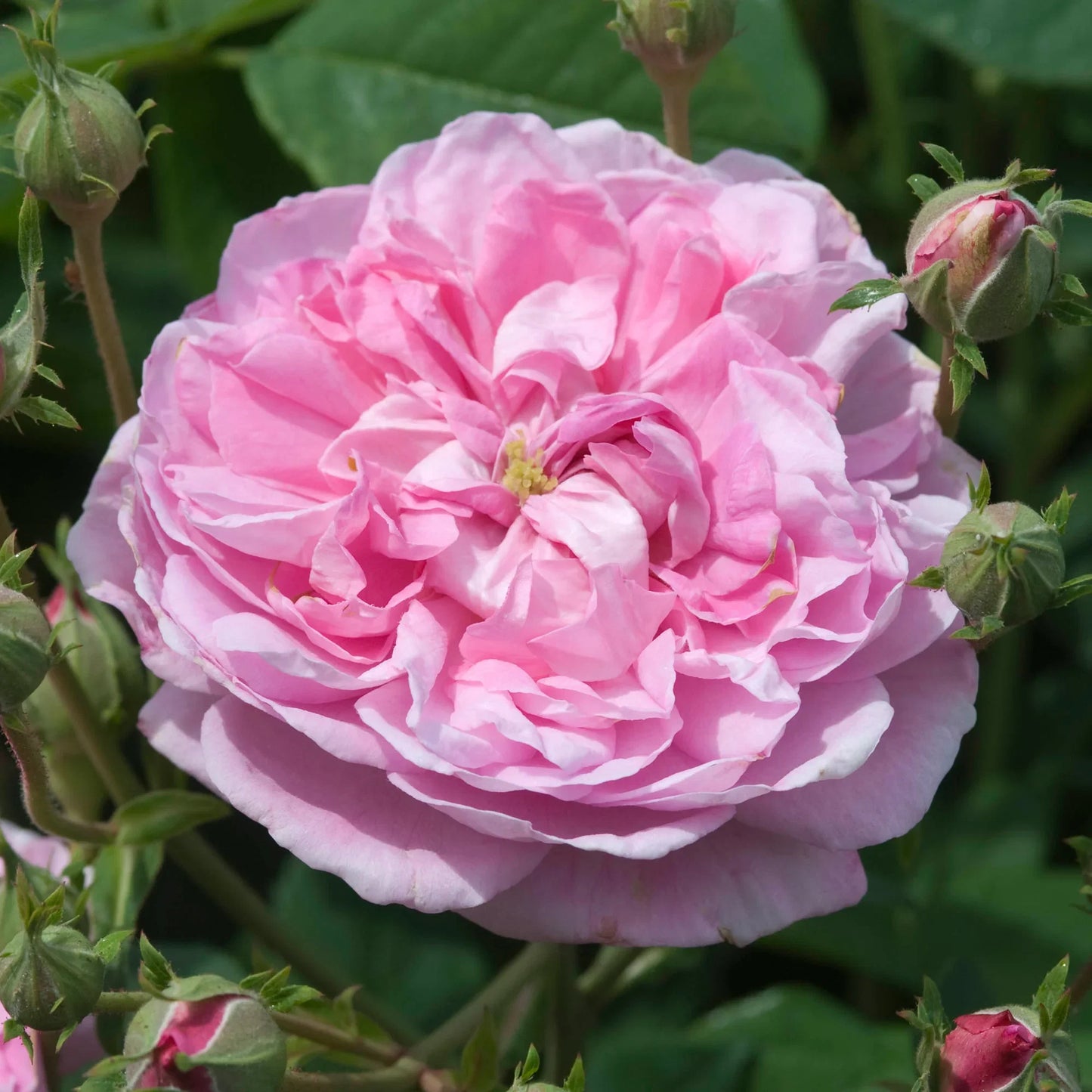 Damask Rose Bush Flower seeds for Planting, Cut Flower Favorite Heirloom & GMO Free Seeds for Home Garden